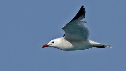 Audouin`s Gull