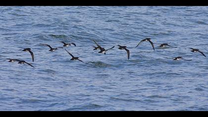 Yelkouan Shearwater