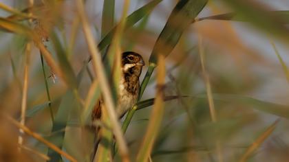 Bataklık Kirazkuşu