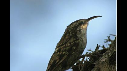 Bahçe tırmaşıkkuşu