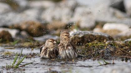 Sarıgagalı ketenkuşu