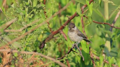 Akyanaklı baştankara