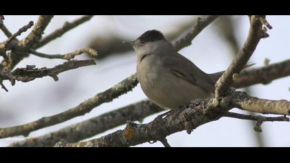 Karabaşlı ötleğen