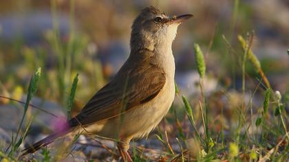 Büyük kamışçın