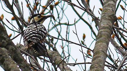 Aksırtlı ağaçkakan