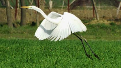 Büyük ak balıkçıl