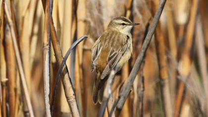 Kındıra kamışçını