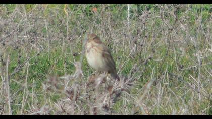 Bataklık Kirazkuşu