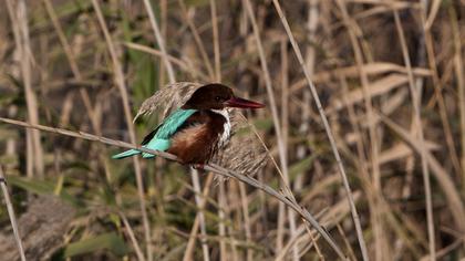İzmir yalıçapkını