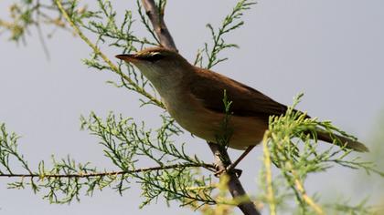 Büyük kamışçın