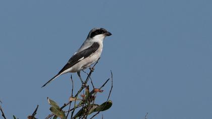 Karaalınlı örümcekkuşu