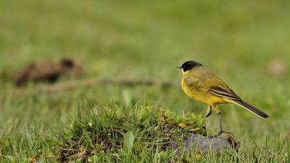 Sarı kuyruksallayan