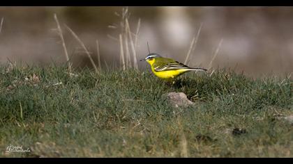 Sarı kuyruksallayan