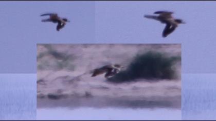 Eurasian Stone-curlew