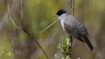 Karabaşlı ötleğen