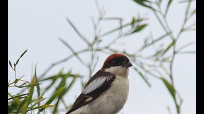 Kızılbaşlı örümcekkuşu