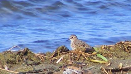 Sarıbacaklı kumkuşu