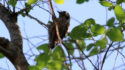 Küçük ağaçkakan