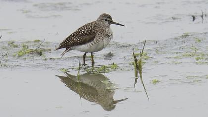 Orman düdükçünü