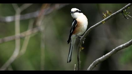 Maskeli örümcekkuşu