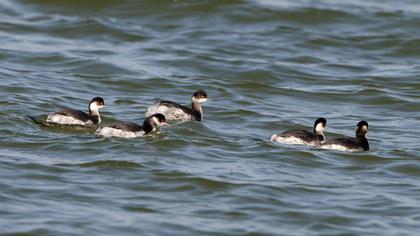 Karaboyunlu batağan