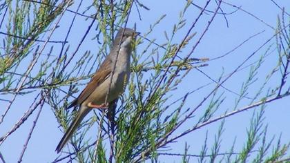 Akgerdanlı ötleğen