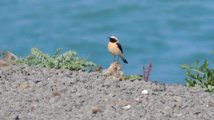 Karakulaklı kuyrukkakan