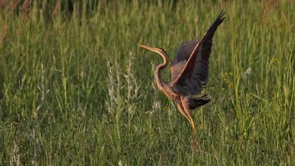 Erguvani balıkçıl