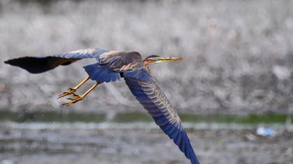 Erguvani balıkçıl