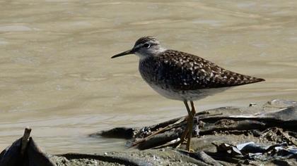 Orman düdükçünü