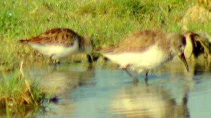Karakarınlı kumkuşu