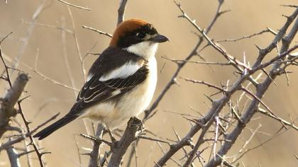 Kızılbaşlı örümcekkuşu