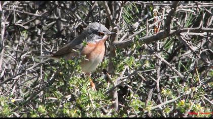 Bıyıklı ötleğen