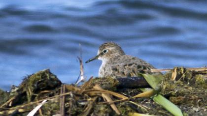 Sarıbacaklı kumkuşu