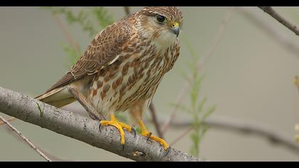 Merlin