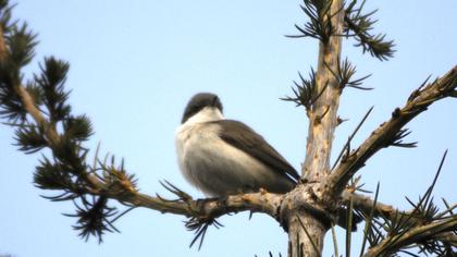 Küçük akgerdanlı ötleğen