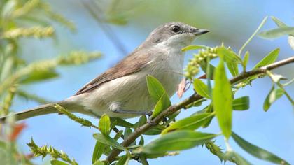 Küçük akgerdanlı ötleğen