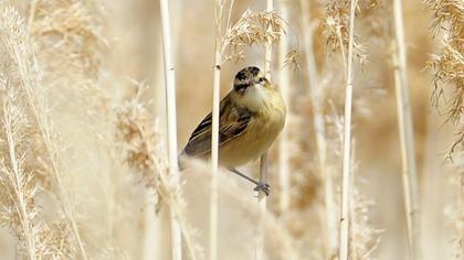 Kındıra kamışçını