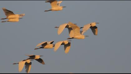 Küçük ak balıkçıl