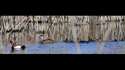 Red-crested Pochard