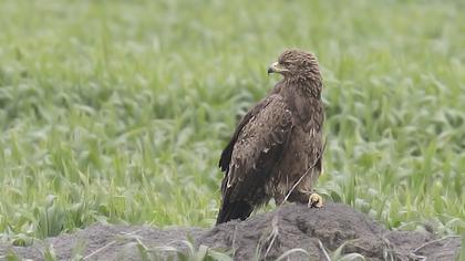 Küçük orman kartalı