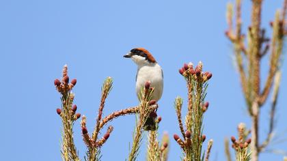 Kızılbaşlı örümcekkuşu