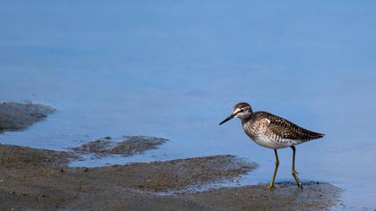 Orman düdükçünü