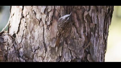 Bahçe tırmaşıkkuşu