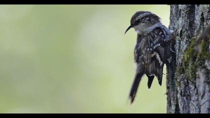 Bahçe tırmaşıkkuşu