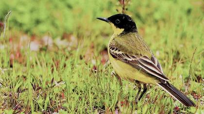 Sarı kuyruksallayan