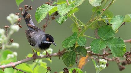 Karaboğazlı ötleğen