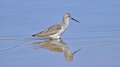 Bataklık düdükçünü