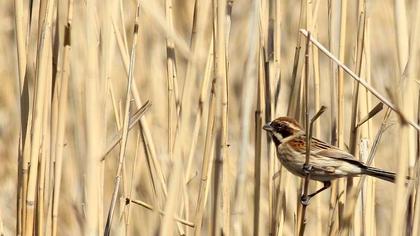 Bataklık Kirazkuşu