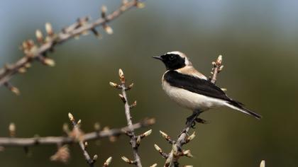 Karakulaklı kuyrukkakan